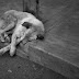 Saiba qual é o país onde nenhum cachorro é abandonado
