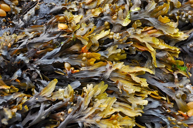 Fakta Tentang Manfaat Rumput Laut Yang Perlu Anda Ketahui