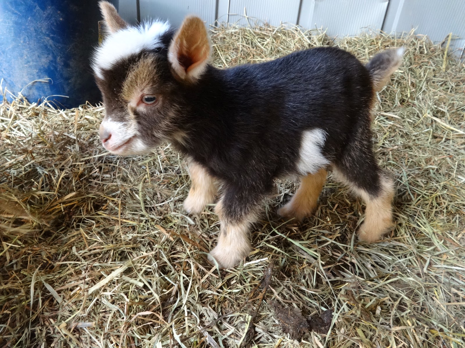 love-song-nigerian-dwarf-goats-pittsburgh-pennsylvania