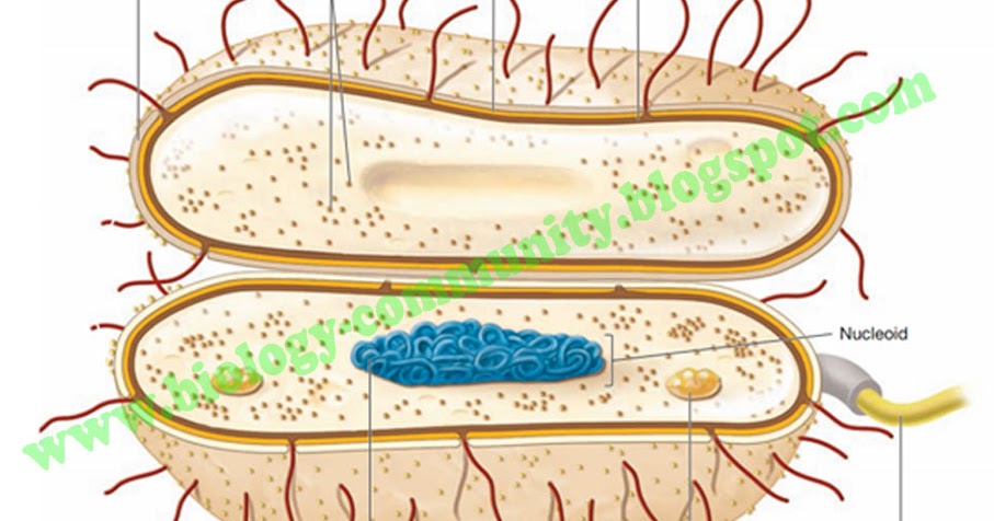 Ciri Ciri Archaebacteria Dan Eubacteria Lets Sekolah Blogspot Com