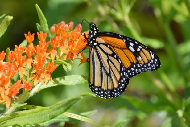 garden of monarch butterfly