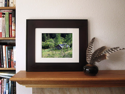 an old log cabin surrounded by the lushness of a green Colorado summer