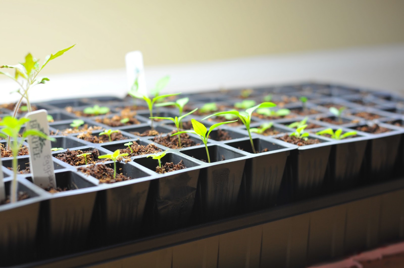 Rocks and Chickens Seed Starting