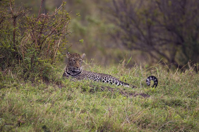 Leopard in der Masai Mara, Kenia