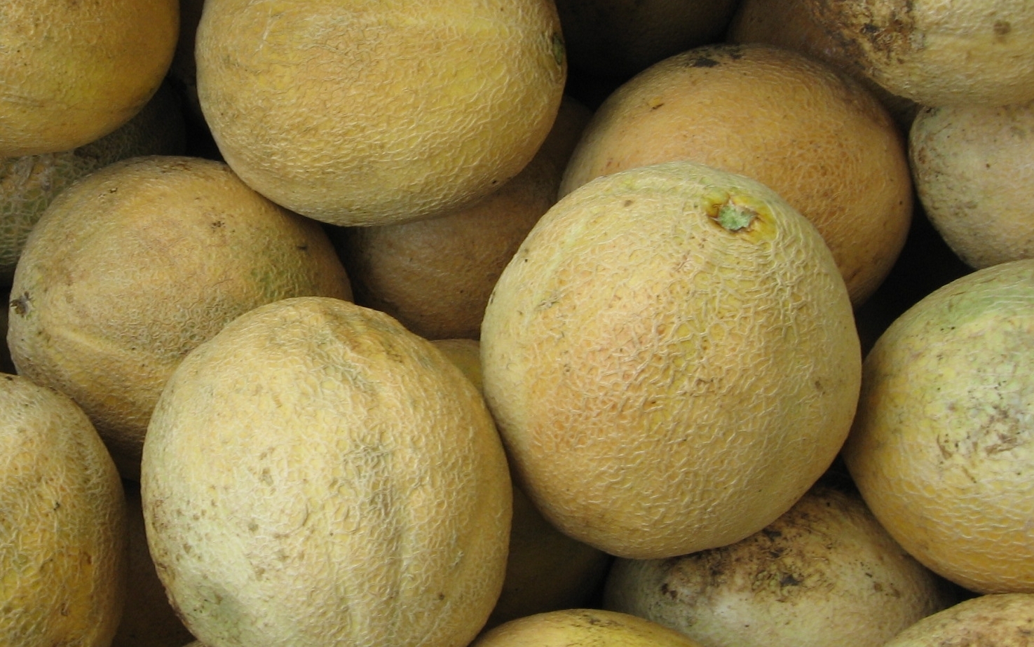morilee cantaloupe