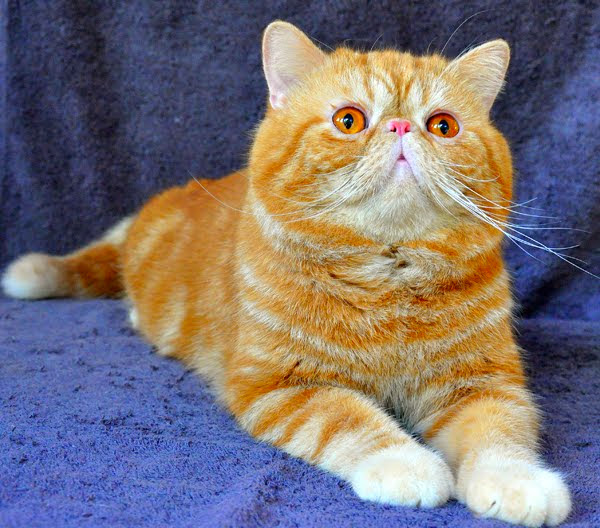 space kucing garfield: cara alami menggemukan kucing persia dan anggora