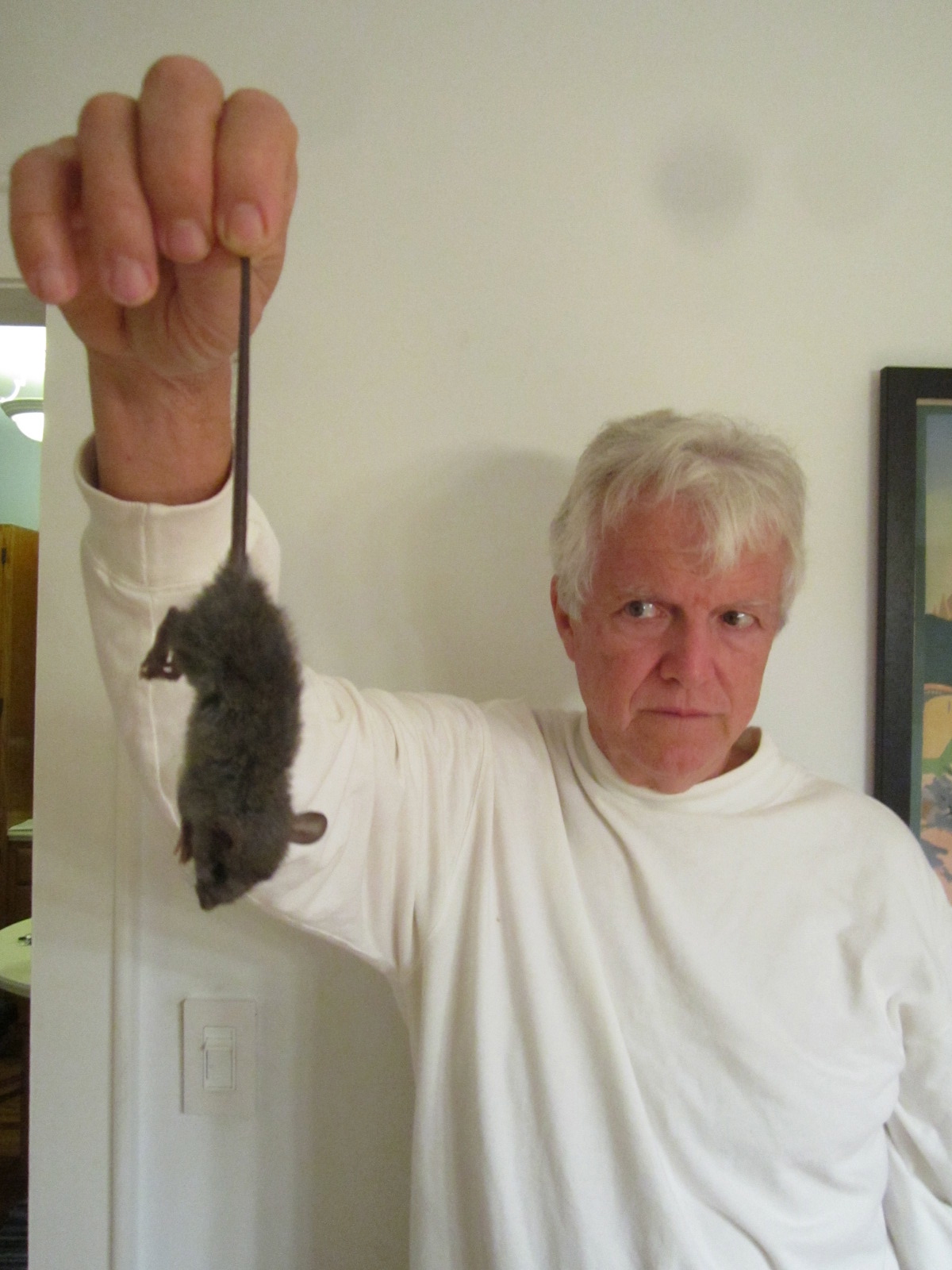 The Grove Guy RATS IN MY ROOM