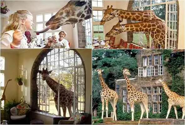 giraffe-manor-قصر-الزراف