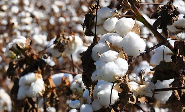 COTTON+PRODUCTION+IN+THE+COUNTRY 