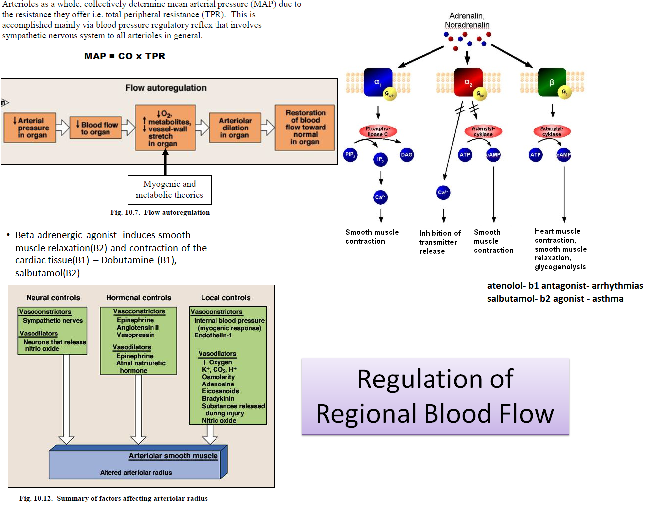 Blood Flow Concept Map