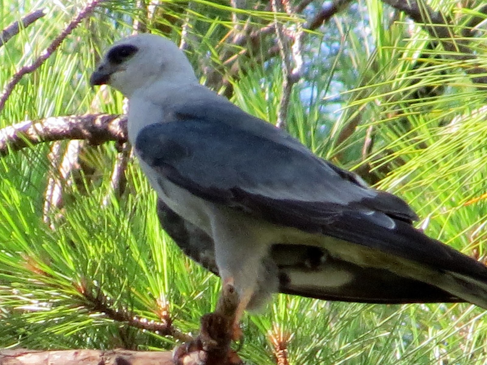 Florida Suncoast Birding Kites and Swallows