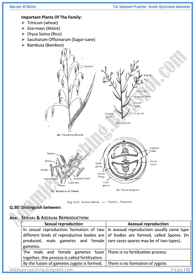 kingdom-plantae-short-question-answers-biology-11th