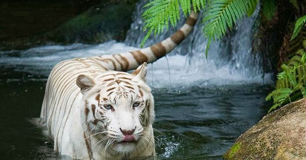 Gambar Harimau Putih Usahakan