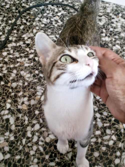 gato-comun-europeo-cuidados-personalidad