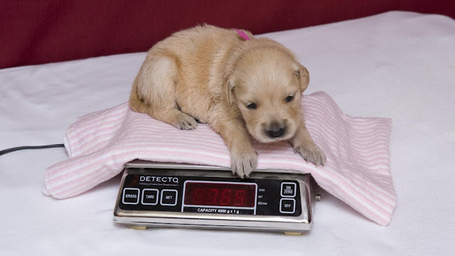 Mundo Pet,Dicas,Filhotes de cachorros,Amigos de 4 patas,Pet do Coração, Cuidados com filhotes de cachorro recém-nascido,alimentação de filhotes,cães e gatos