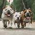 22 Dogs Mixed With English Bulldogs