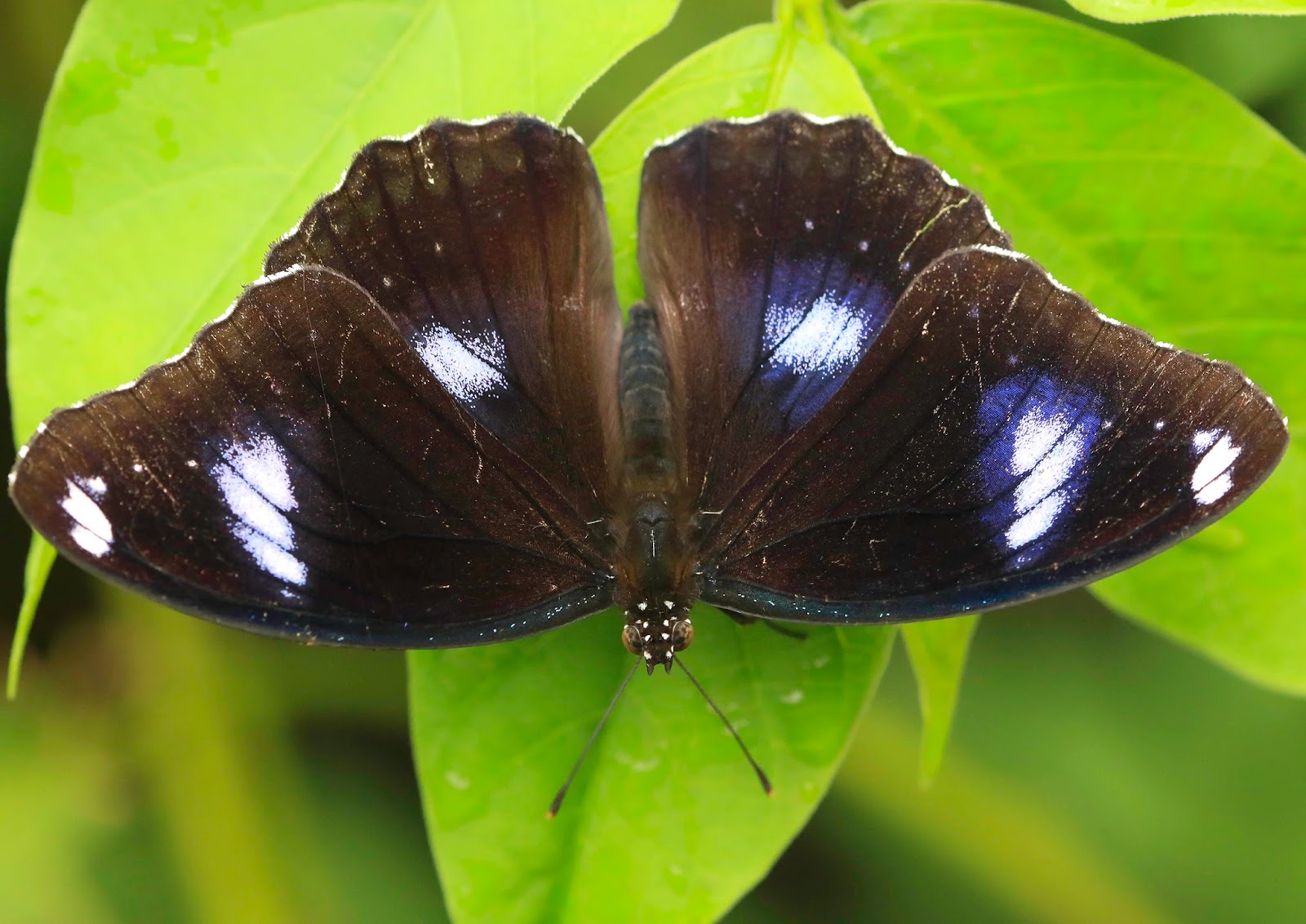 Butterflies of Vietnam 151. Hypolimnas bolina (The Common Eggfly)