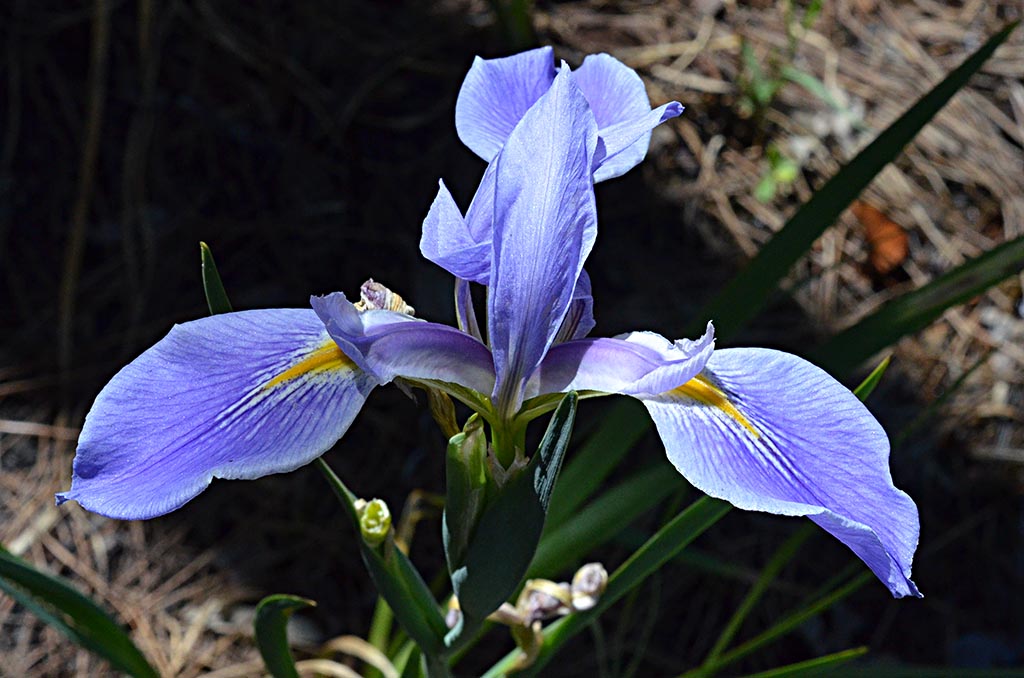 Calopogon multiflorus - Wikipedia