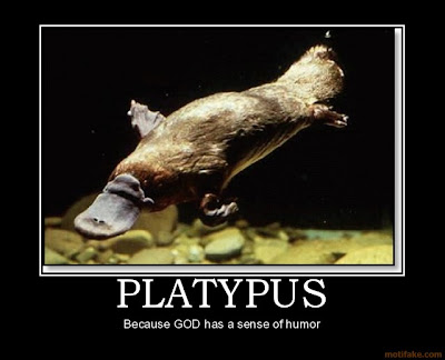 can a god platypus poop in platypus evolution