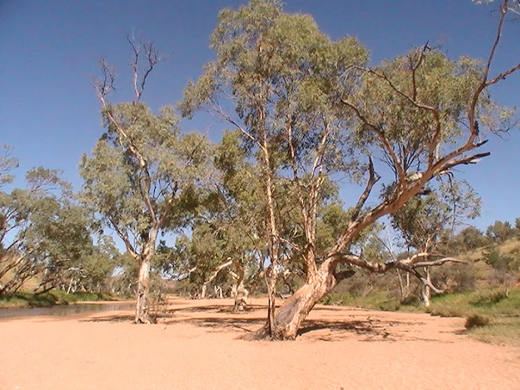 THE TRAVELLING GREGORY'S ADELS GROVE / LAWN HILL & DRUM ROLL