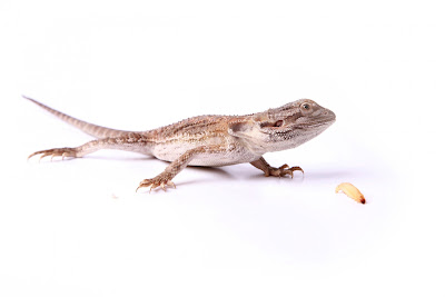 [bearded dragon egg incubator]