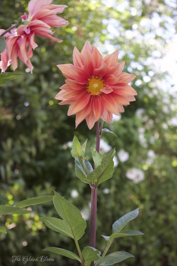 Dahlias- Hot Summer Flowers- www.gildedbloom.com