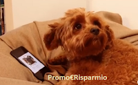 Vinci gratis cuccia Omlet Fido Studio oppure Omlet Fido Nook Logo Vinci gratis cuccia Omlet Fido Studio oppure Omlet Fido Nook