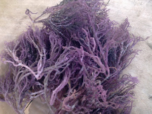 RUMPUT LAUT UNGGU GRED AAA
