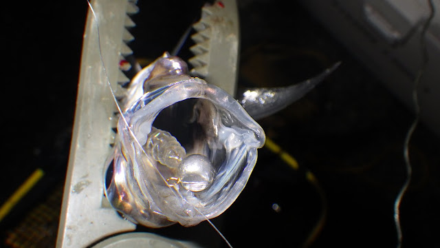 アジ 京浜 TICTアジスタ1.5g+アジリンガー アジ 京浜 TICTアジスタ1.5g+アジリンガー