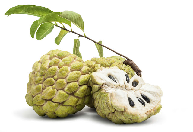 buah srikaya indonesia yang disukai bule buah srikaya indonesia yang disukai bule