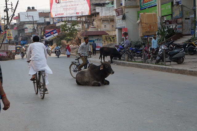 Sapi, Hewan suci bagi umat Hindu di India Sapi, Hewan suci bagi umat Hindu di India