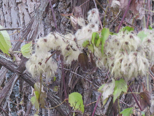 wild clematis seeds