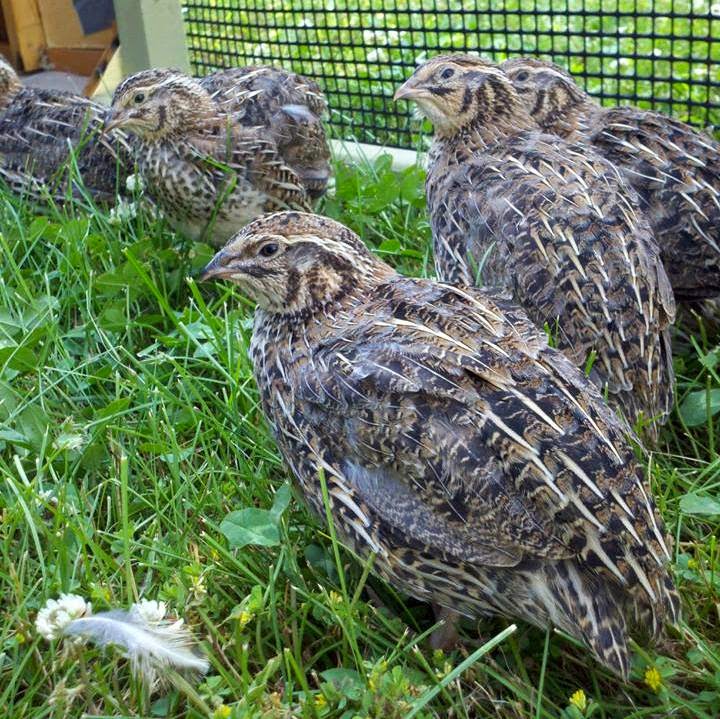 Homestead Thirty One: Livestock for Small Spaces - Coturnix Quail
