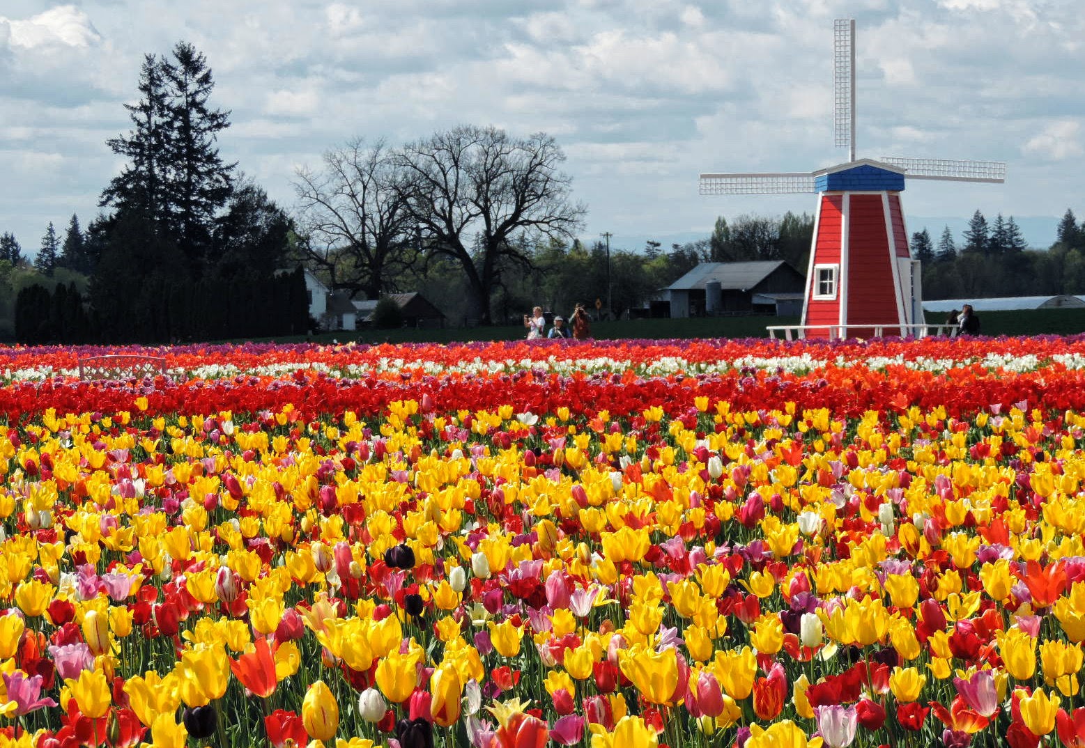 father-julian-s-blog-tulip-farm