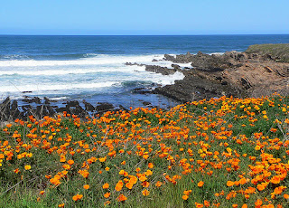 field of california poppies in front of ocean view