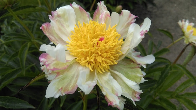 alleycat piwonie, PeonyMAX, zielona metamorfoza, ogrody wiejskie, projektowanie zieleni.