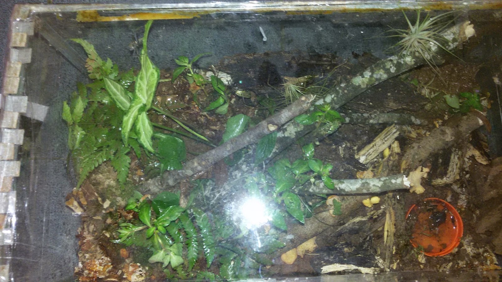 Coleta solo Após Uma Coleta De Exemplares Em Um Ecossistema