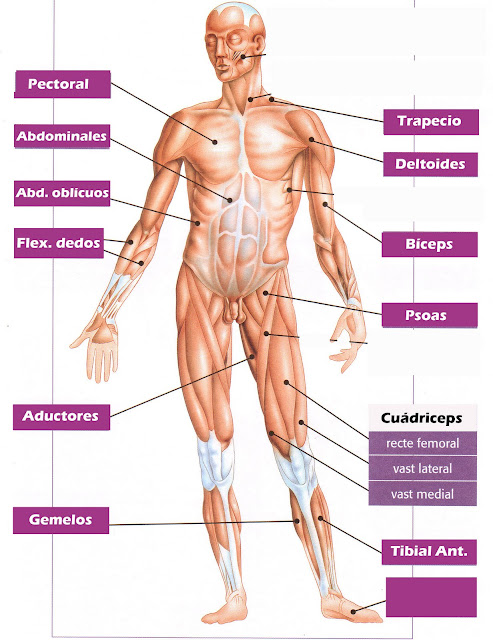 Resultado de imagen de musculos mas importantes del cuerpo humano