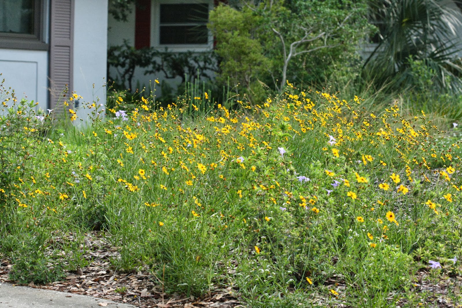 Native Florida Wildflowers Leavenworth's Tickseed Coreopsis