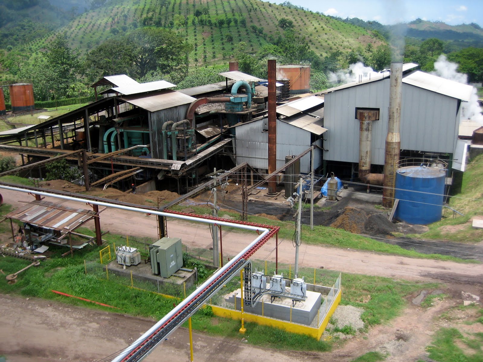 ORANGEHOUSE African Palm Trees A Real Power Plant