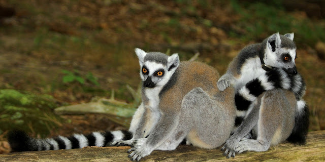 Gambar Lemur Ekor Cingcin Gambar Lemur Ekor Cingcin