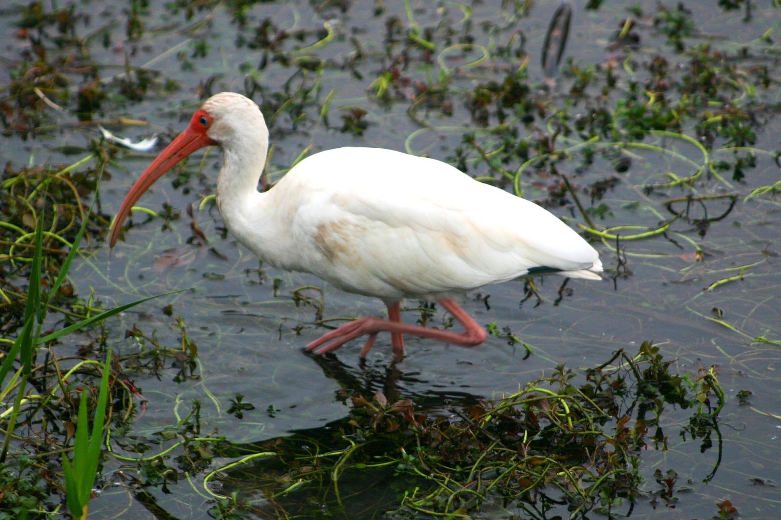 cannundrums-american-white-ibis