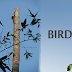 Birds at Chintamani Kar Bird Sanctuary