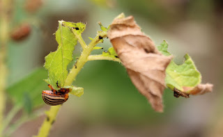 A Colorado beetle on one of our potato plants A Colorado beetle on one of our potato plants