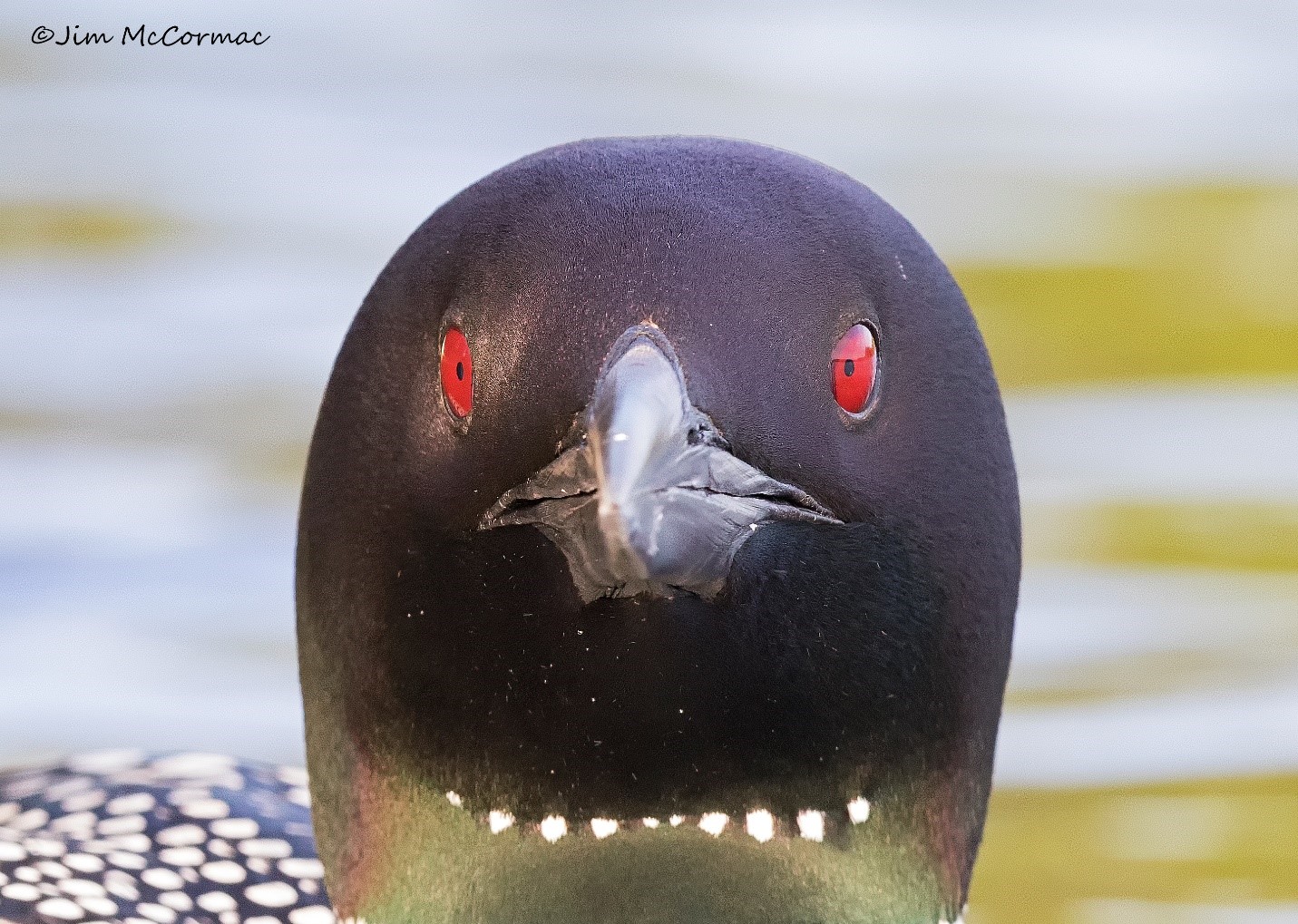 Ohio Birds and Biodiversity Common Loon, in portraiture