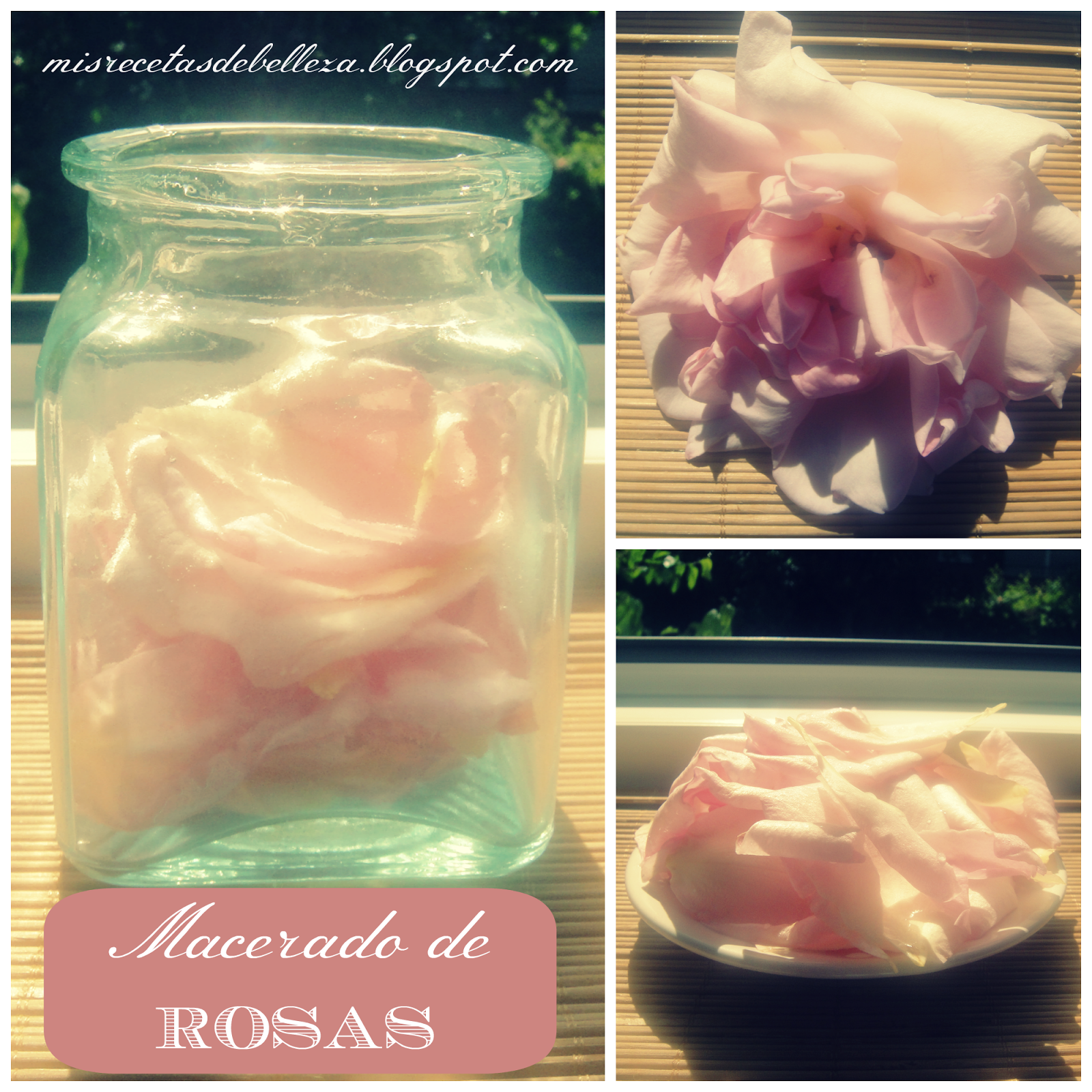 Cómo hacer un macerado u oleolito de rosas