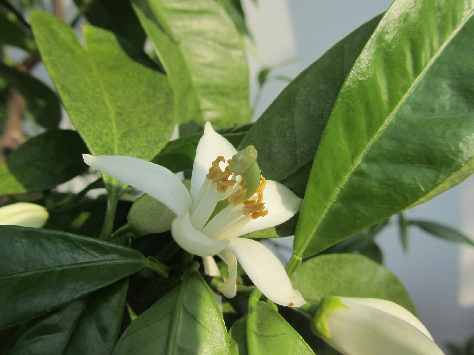 Come Coltivare l'Arancio Dolce (Citrus sinensis)? Il Gusto Della Natura