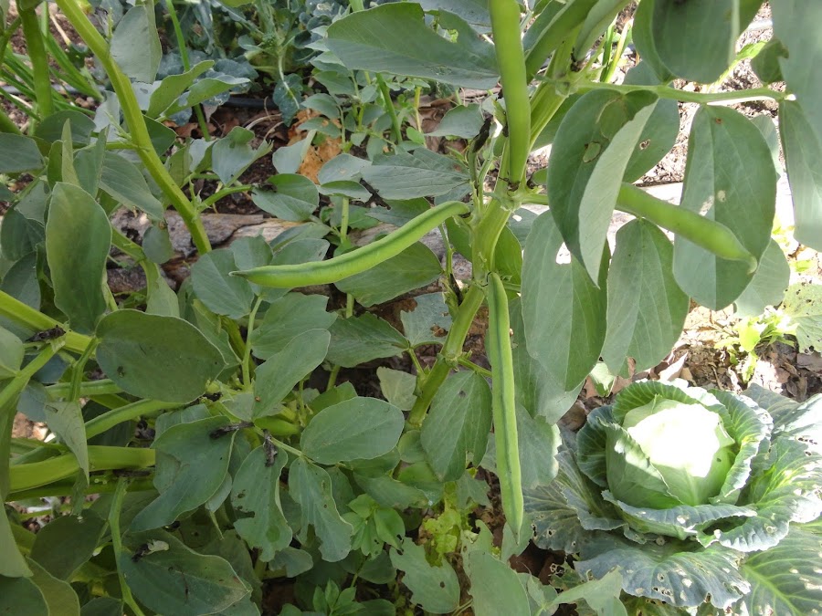 Matas de habas con jerretes