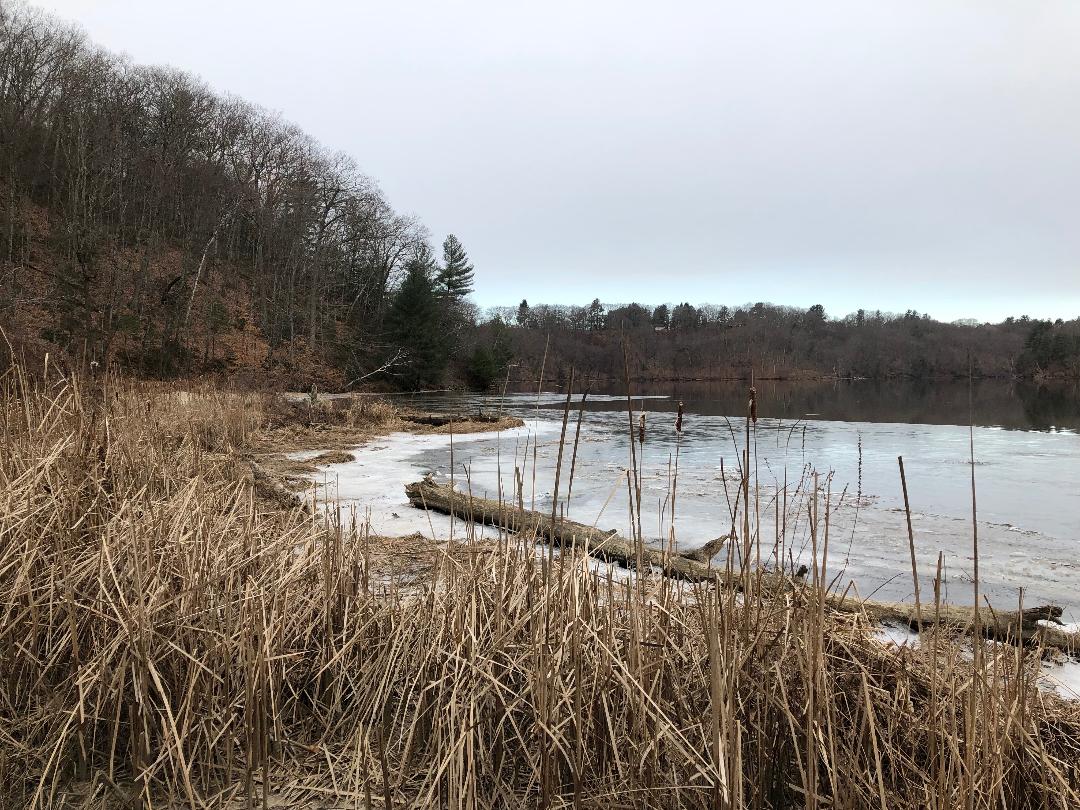 Pioneer Birding MA Turner's Falls sector of the Greenfield CBC