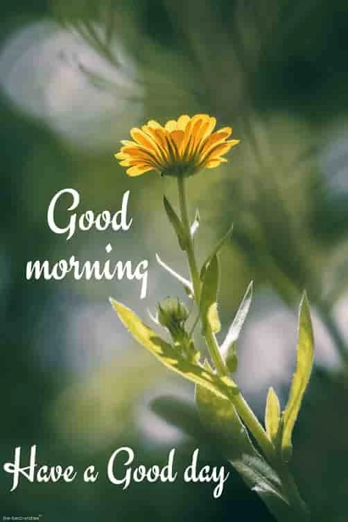good morning pic of yellow flower